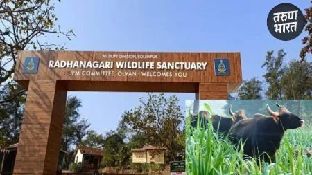 Dajipur Sanctuary: राधानगरी अभयारण्यात प्राणी गणना, निसर्गप्रेमींना सहभागाचे आवाहन census conducted total of 32 platforms in Radhanagari Sanctuary