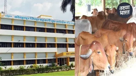Gokul increased buffalo milk procurement price by rupees 2 per liter