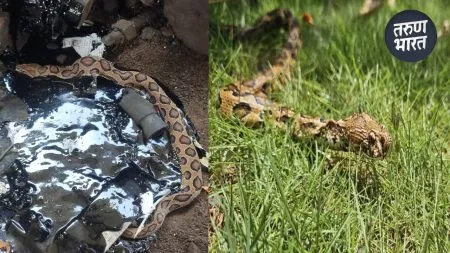 Sangli : डांबरात अडकलेल्या घोणसला जीवदान; प्राणी मित्रांच्या प्रयत्नांना यश snake stuck in the asphalt carelessly laid after the road in sangali