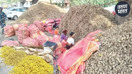 Turmeric Crop : उत्पादन घटल्याने हंगामात दर चढणार, हळदीला आणि बियाणालाही दुप्पट दर! turmeric production is expected to decline by ten to fifteen percent
