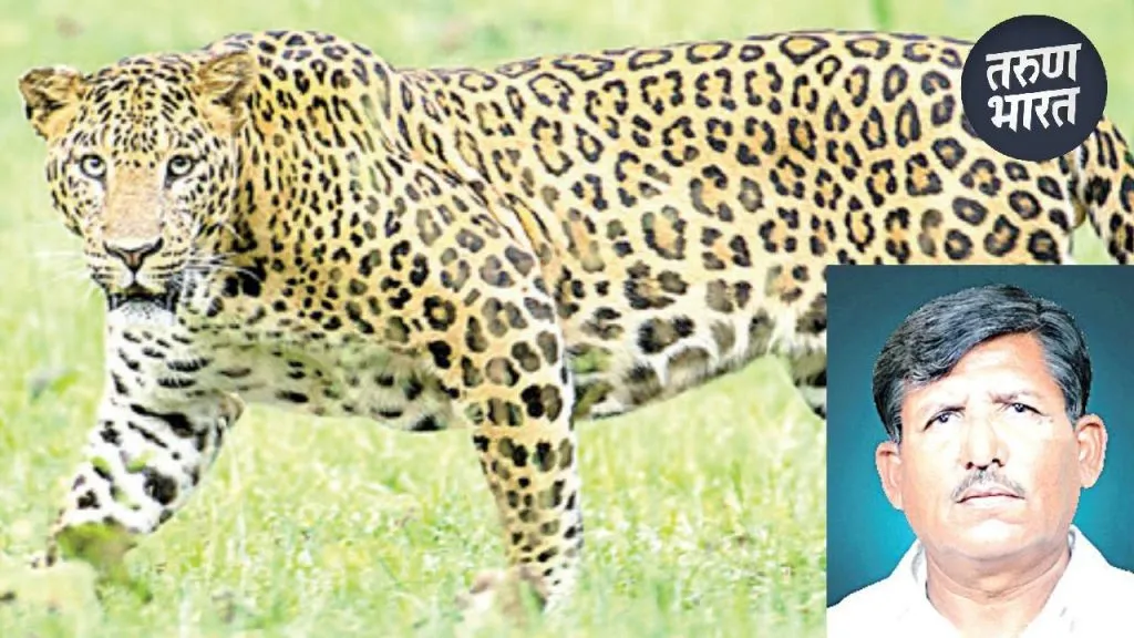 Leopard Attack: कुरळप परिसरात बिबट्याचा धुमाकूळ, नागरिकांत भिती animals increased atmosphere of fear residents including Kuralap