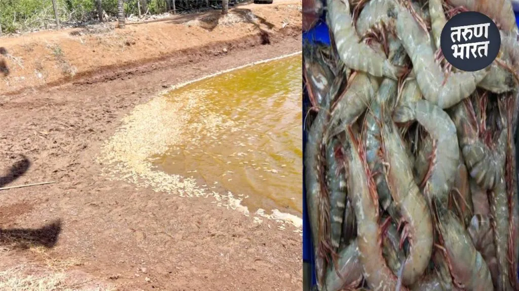 Samples dead shrimp toxic substance found scene seized