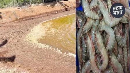 Samples dead shrimp toxic substance found scene seized
