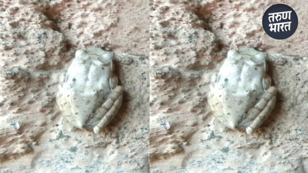 rare white frog found in sangli amanapur frog is naturally white