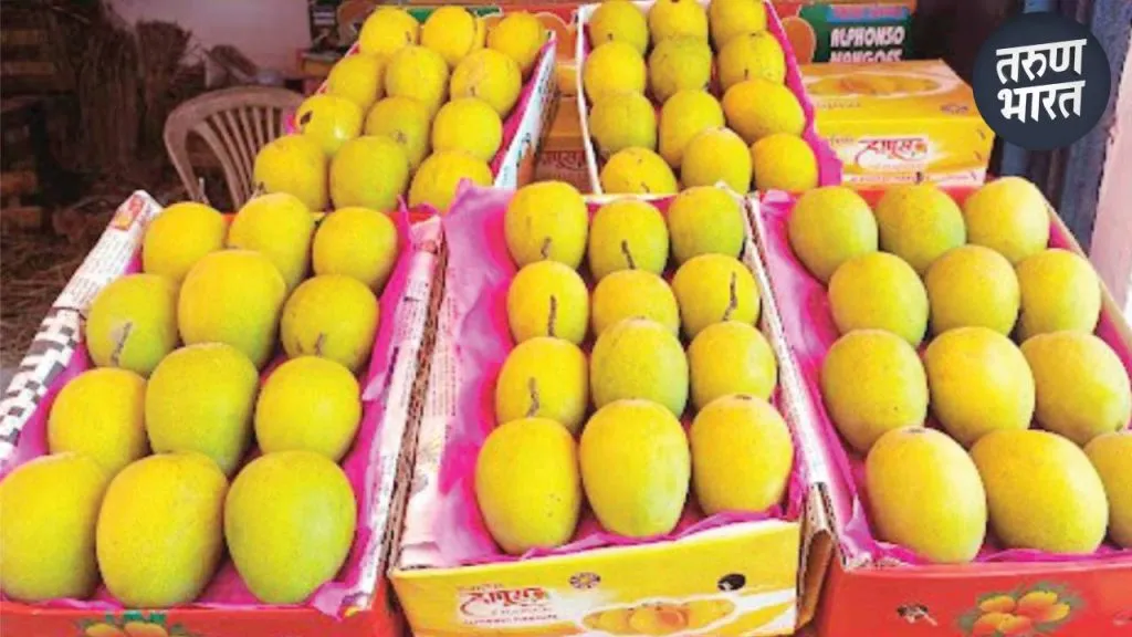 Devgad Hapus or Ratnagiri Hapus1500 varieties mangoes in India