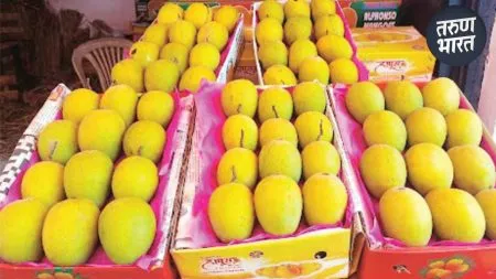 Alphonso Mangos : बॉक्स देवगड हापूसचा, विकला जातोय कर्नाटकी आंबा, आंब्यामध्ये सुद्धा बनवाबनवी Devgad Hapus or Ratnagiri Hapus1500 varieties mangoes in India