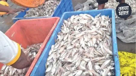 price ruppes 100 per kilodropped rupees 25 for fish harne port