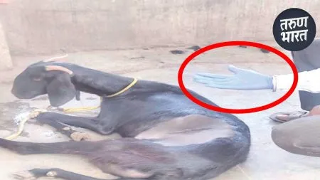 Sangli News: ऐकावं ते नवलं, शेळ्यांनी कर्णवेल गिळली ऑपरेशन करुन बाहेर काढली Miraj two gold rings goats stomach surgery in animal hospital sangli