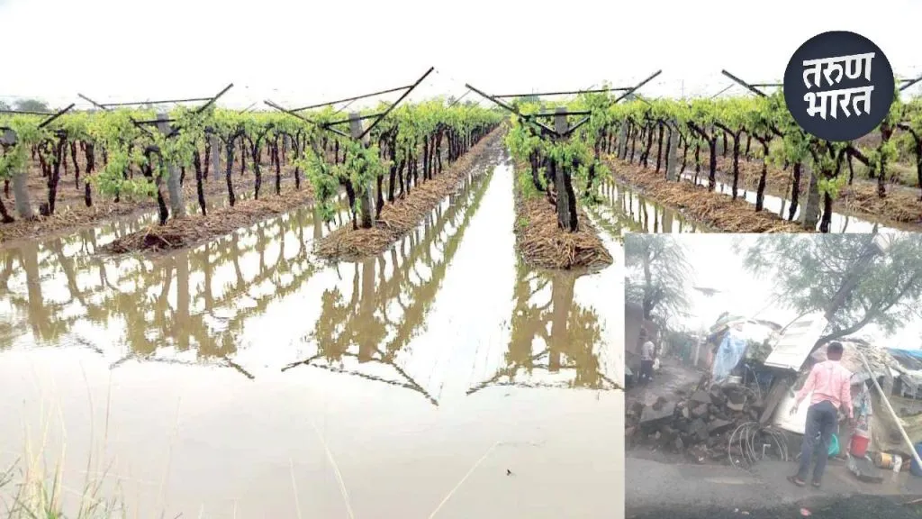 Sangli Crop Damage: द्राक्षबागांना अवकाळीचा फटका, पिकावर डाऊनी, करपाचा प्रादुर्भाव Farmers demanded Agriculture Department survey damaged crop