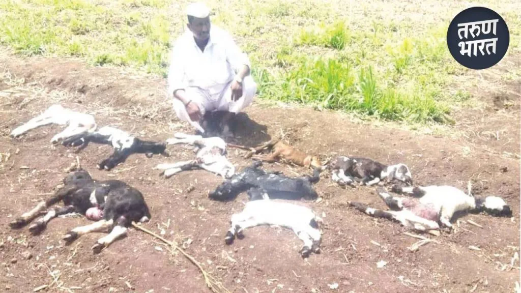 Leopard Attack: दिवसा ढवळ्या बिबट्याचा शेळ्या-मेंढ्यांवर हल्ला, 12 शेळ्या ठार Aitwade Khurd leopard attacked goats and sheep killing 12 goats