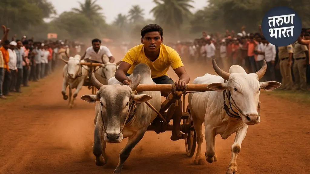Bullock Cart Race: बैलगाडी शर्यतीत तुफान राडा, दोघांना मारहाण, 4 जणांवर गुन्हा दाखल bullock cart race Clashes pulachi shiroli kolhapur 4 people arrested