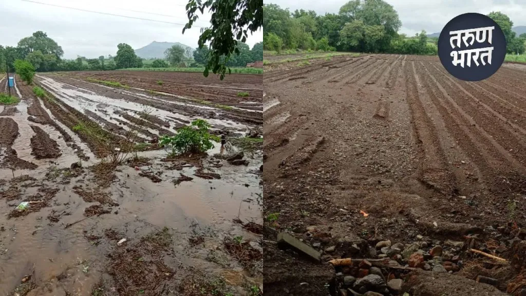 ongoing heavy rains damage 3 acre turmeric crop in satara karad