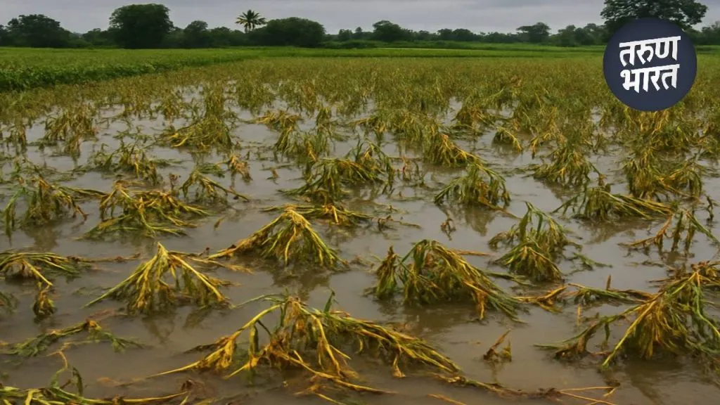 Heavy Rain: अवकाळी पावसामुळे शेतीची कामे खोळंबली, शेतीत पाणी साचल्याने नुकसान rains planning for rabi and summer crops has completely collapsed