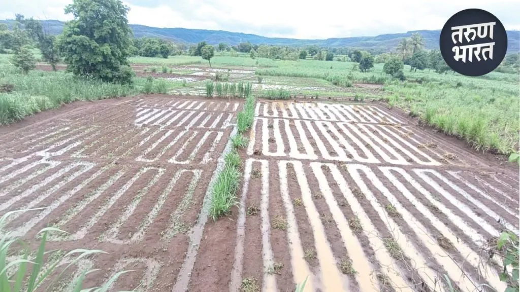 shirala rice crop farming stopped due to heavy rain in sangali