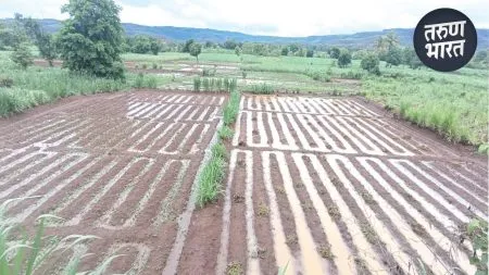shirala rice crop farming stopped due to heavy rain in sangali