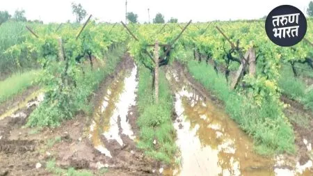 Sangli Crop Damage : द्राक्षबागांना अवकाळीचा फटका, पाणी साचल्याने मशागतीची कामे अर्धवट farmers management going disrupted due to continuous rains