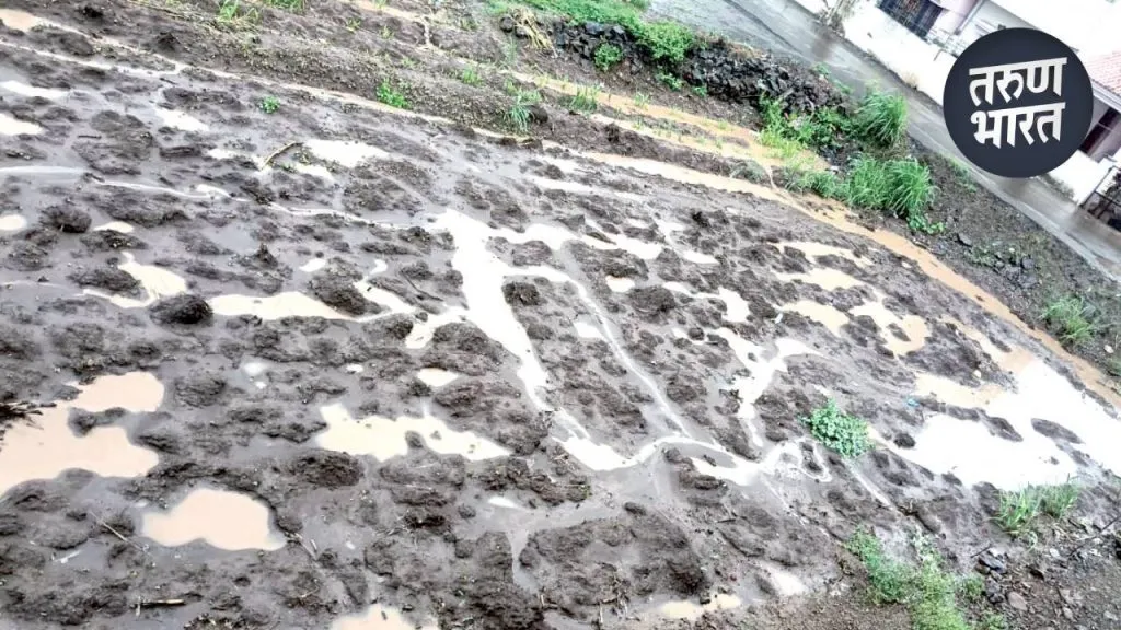 Rain Effect in Sangli : आले पिकाची लागवड अडचणीत, पावसाच्या संततधारेमुळे शेतकरी चिंतेत continuous rains going last five days disrupted seed planting plans