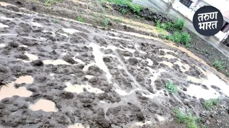 Rain Effect in Sangli : आले पिकाची लागवड अडचणीत, पावसाच्या संततधारेमुळे शेतकरी चिंतेत continuous rains going last five days disrupted seed planting plans