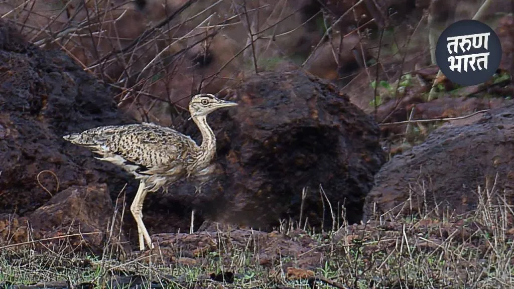 Tanmor Bird : दुर्मीळ माळढोक प्रजातीतील ‘तणमोर’ पक्ष्याचे रत्नागिरीच्या सड्यावर दर्शन! rare species bird Tanmor sighted road Ratnagiri marking first time