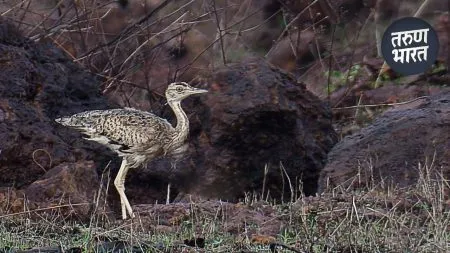 Tanmor Bird : दुर्मीळ माळढोक प्रजातीतील ‘तणमोर’ पक्ष्याचे रत्नागिरीच्या सड्यावर दर्शन! rare species bird Tanmor sighted road Ratnagiri marking first time