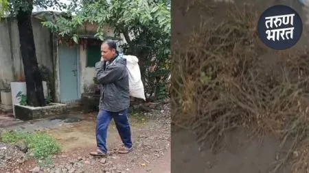 Rain Effect : पावसाने तोंडचा घास पळवला, शेतकऱ्यावर दारोदारी ओल्या शेंगा विकायची वेळ some production cost from peanut pods field kolhapur rain Effect