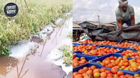 Satara News : सततच्या पावसामुळे टोमॅटो उत्पादक शेतकरी चिंतेत, प्लॉटमध्ये पाणीच पाणी last five days have caused extensive damage to the tomato crop
