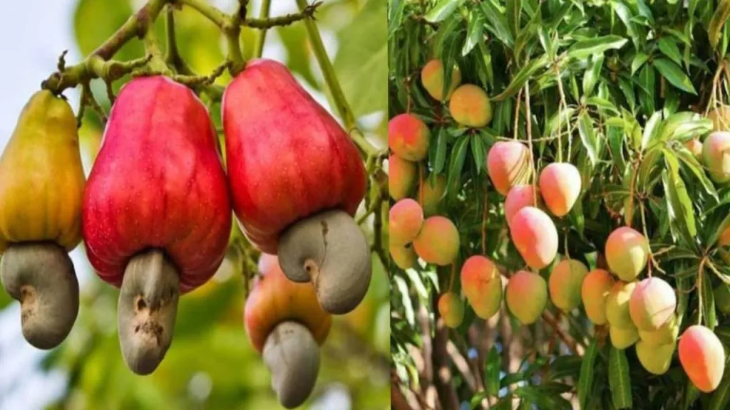 Mango growers harvest late left devastated by heavy rain in kokan