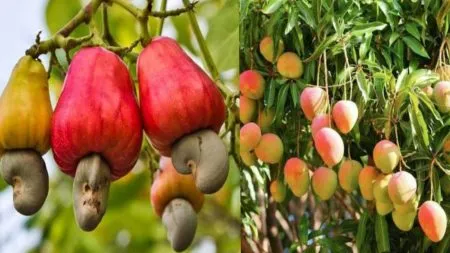 Mango growers harvest late left devastated by heavy rain in kokan