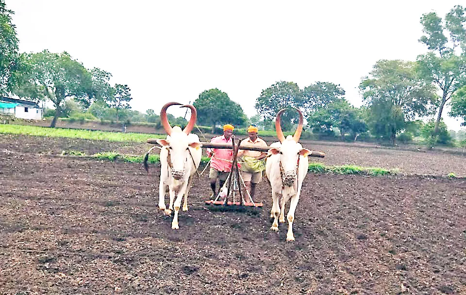 पावसाच्या उघडीपीमुळे पेरणीसह मशागतींच्या कामांना जोर Due to the rains, sowing and other agricultural activities have intensified.
