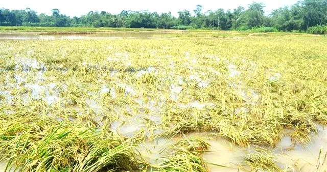Crops over 95 hectares of land have been severely affected