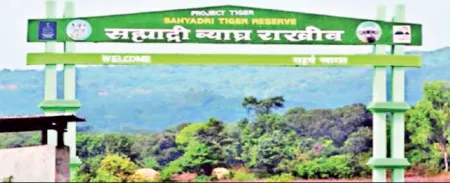 Tiger’s roar heard in Koyna Wildlife Division