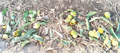 वारणा पट्ट्यात वानरांचा धुमाकूळ Monkeys create havoc in the Warna region