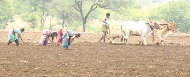 "Tasgaon Taluka ready for the Kharif season