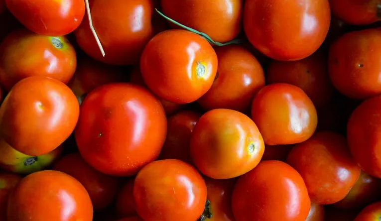 Tomato prices rise after eight months