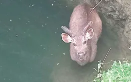 A sambar deer fell into a well in 'Sagreshwar