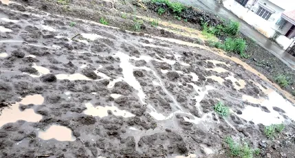 आले लागवड अडचणीत Ginger cultivation in trouble