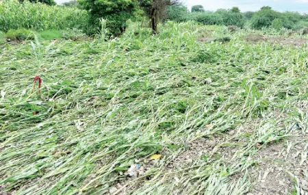 In drought-prone Maan, rain caused damage worth crores