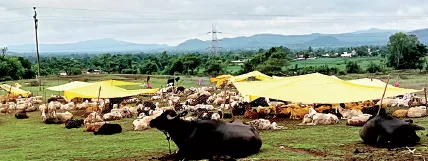 आम्हाला कसला जन्म घातलाय देवानं… What kind of life has God given us...