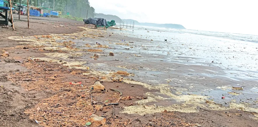 समुद्र खवळल्याने किनाऱ्यावर ‘फेणी’चे आगमन Due to the rough sea, 'Pheni' has appeared on the shore
