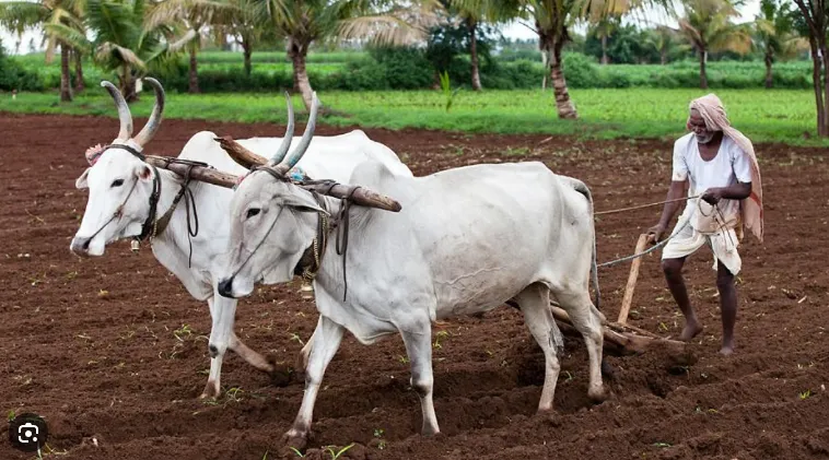पावसाच्या उघडिपीमुळे शेतीच्या मशागतीला येणार वेग Clear weather after rain to speed up farm preparations