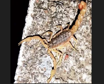 चार भिंतीवर विंचवाची संख्या वाढली Number of scorpions inside homes has increased
