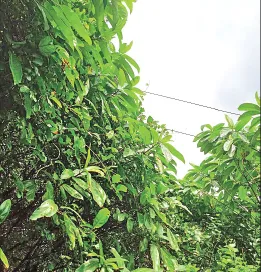 Juwad residents in darkness for a staggering 20 years