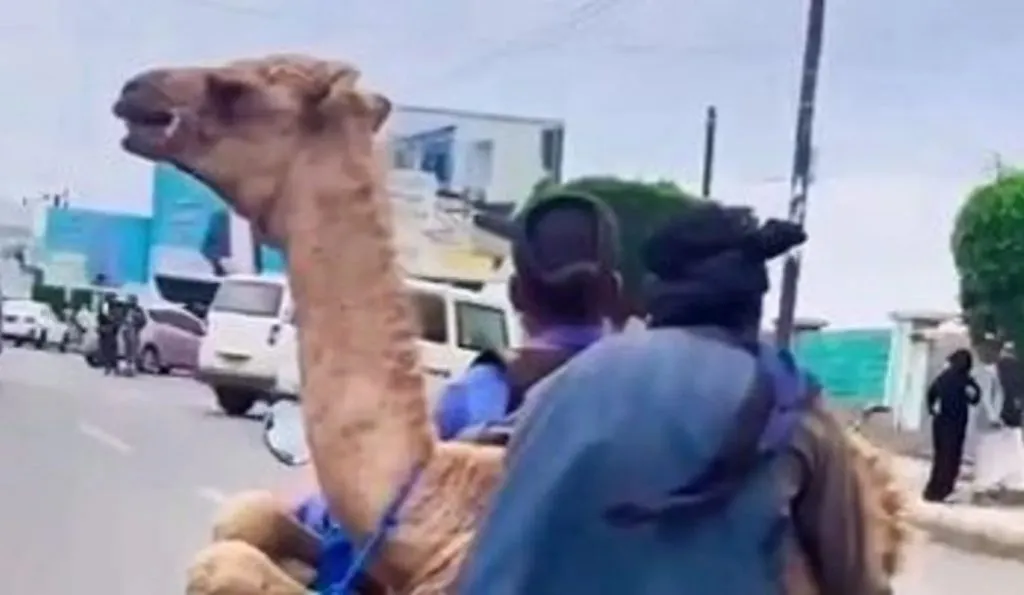 Double seat on a camel bike