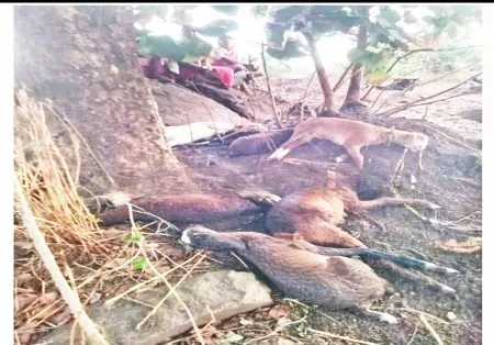 चापगाव येथे वीज कोसळून 11 बकरी ठार : दोन लाखाचे नुकसान 11 goats killed by lightning in Chapgaon: Loss of Rs. 2 lakh