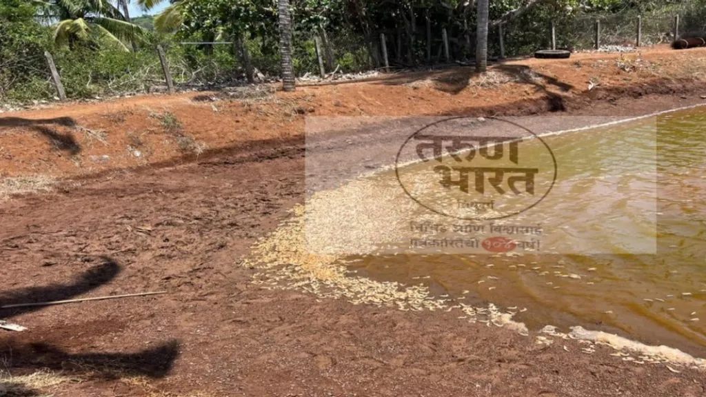 आचरा येथील कोळंबी प्रकल्पात अज्ञाताने केला विषप्रयोग