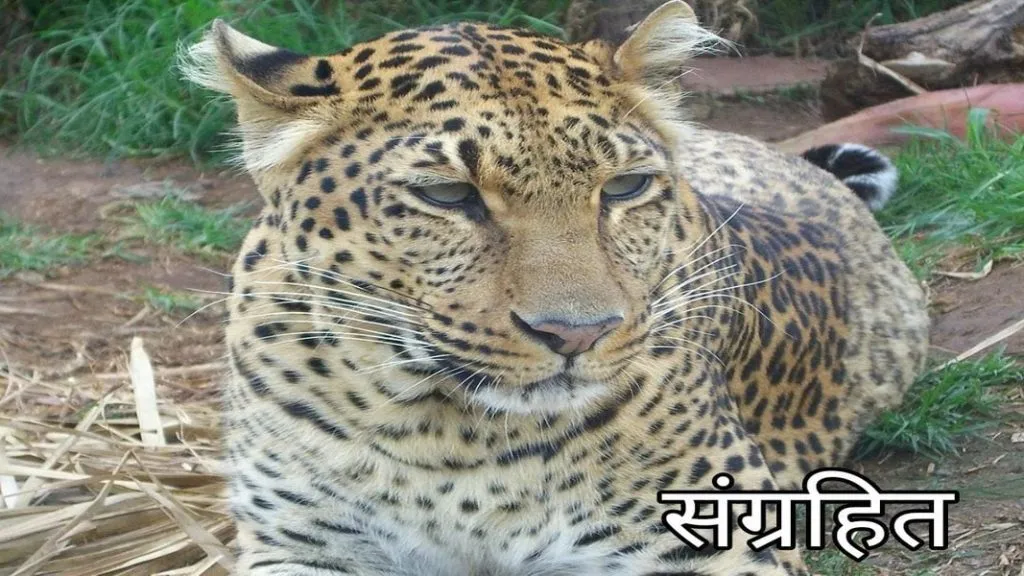 सातार्डा पंचक्रोशीत बिबट्याचा मुक्त संचार