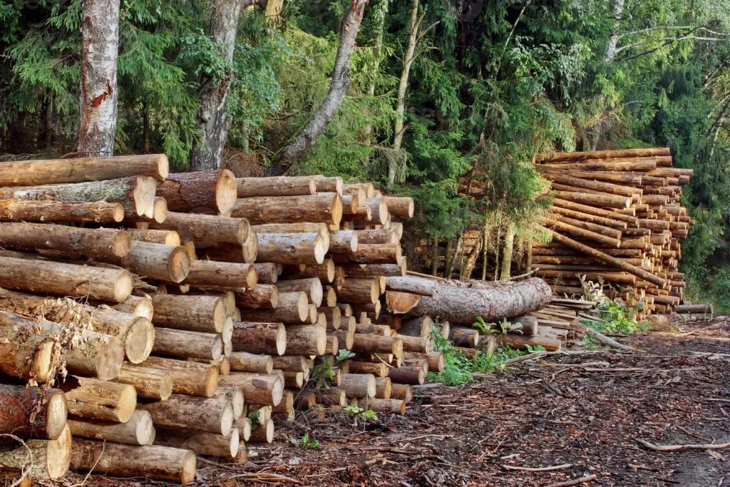 The number of timber depots in the city has decreased