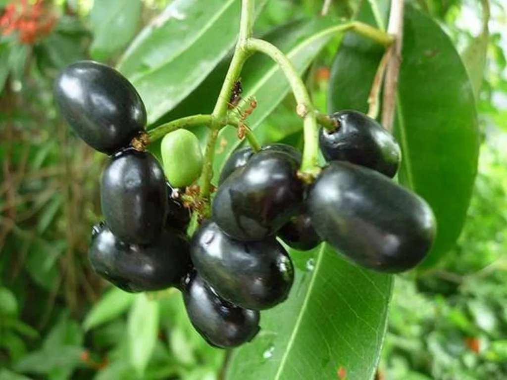 गावरान जांभळाची चव दुर्मिळ ! The taste of native jamun is rare!