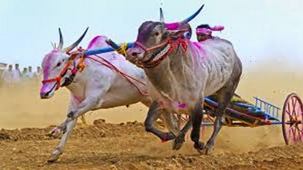 आजगाव येथे १७ मे रोजी बैलगाडा शर्यत स्पर्धा