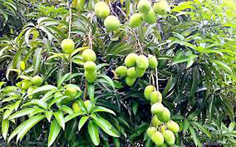 Abundant mango production in Bidi-Bekwad area